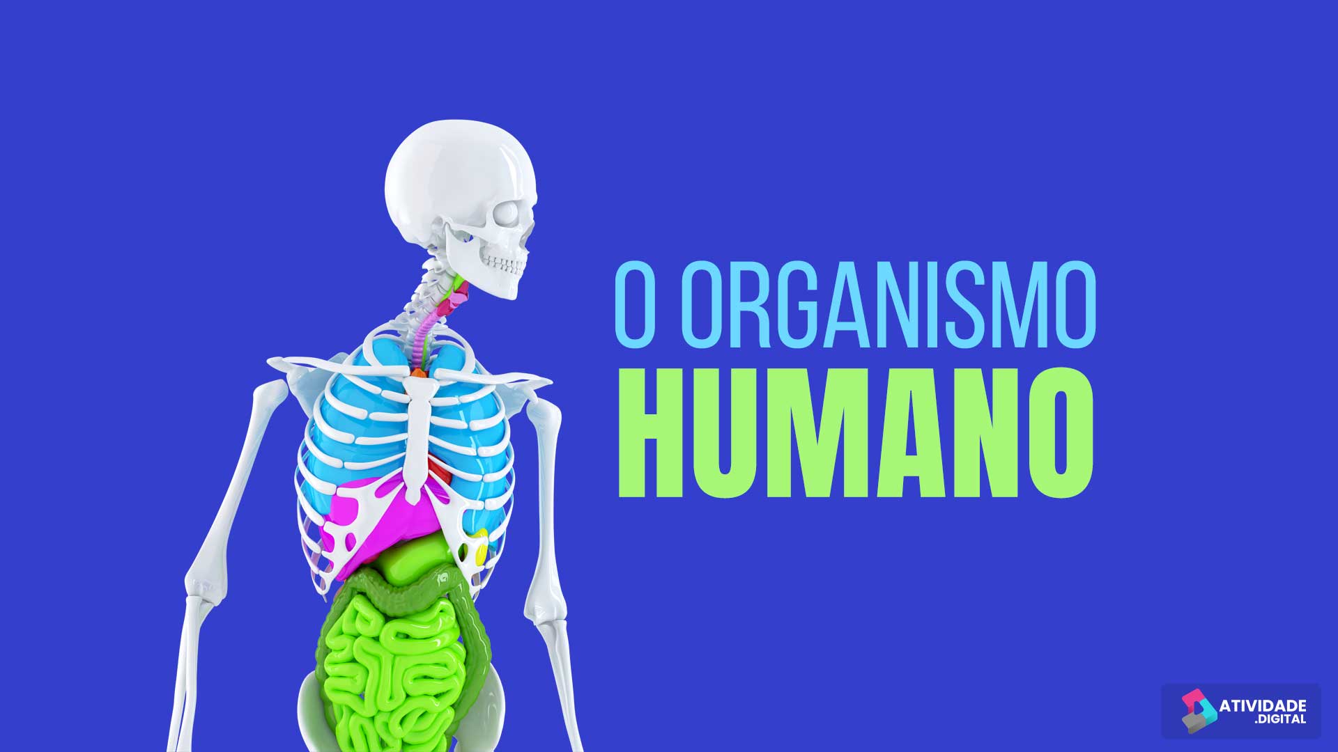 O organismo humano