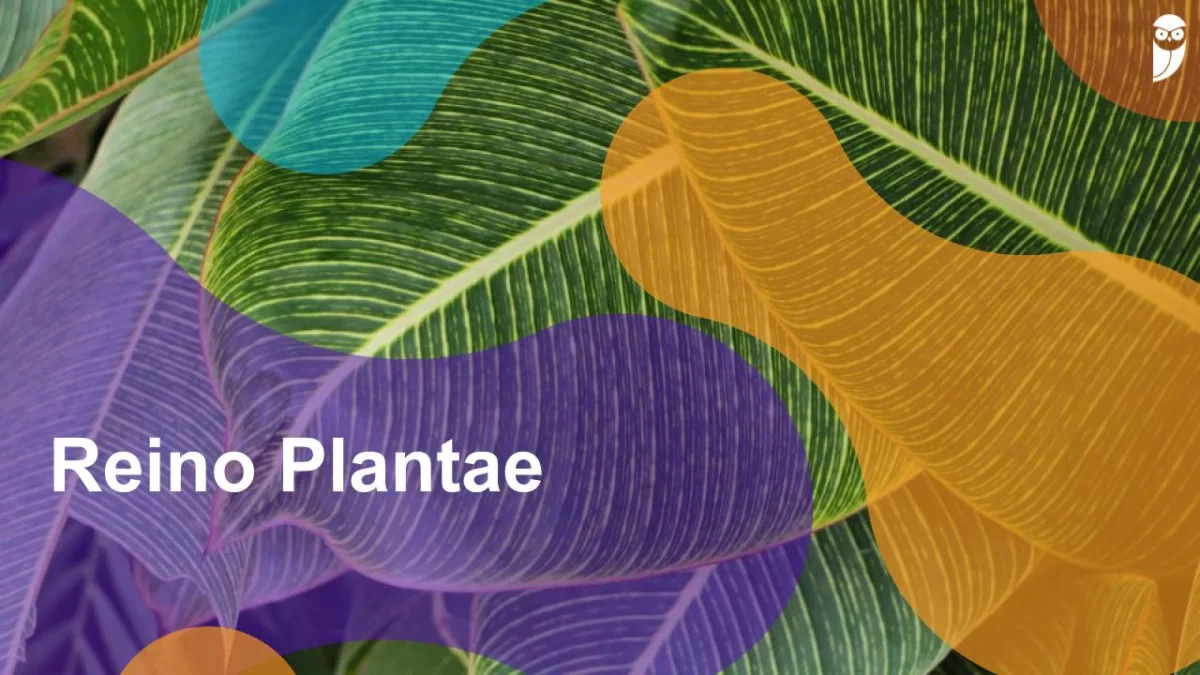 Reino Vegetal