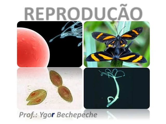Reprodução sexuada e assexuada