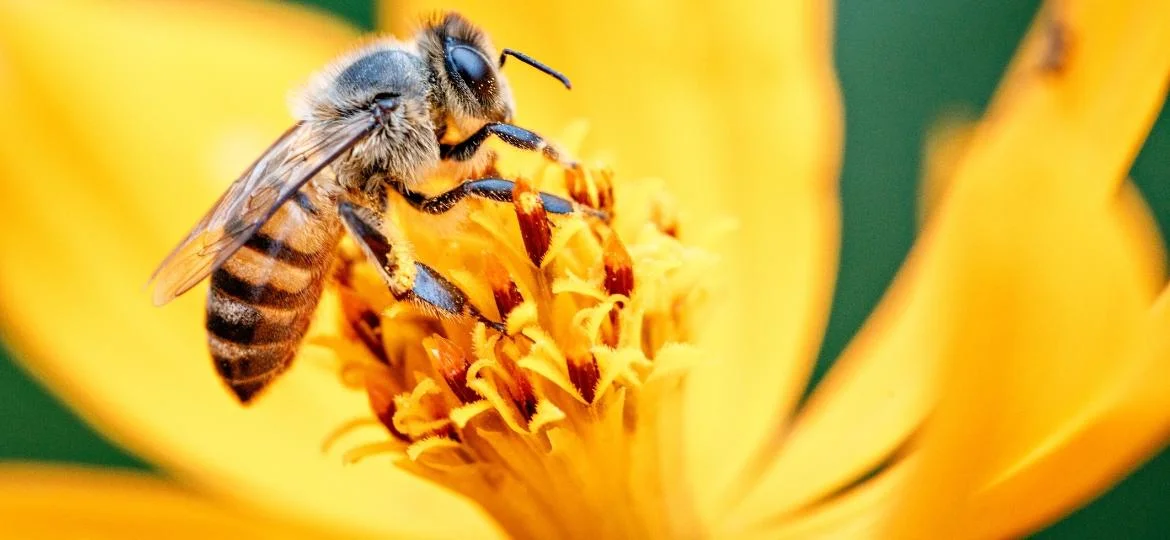 CURIOSIDADES DAS ABELHAS