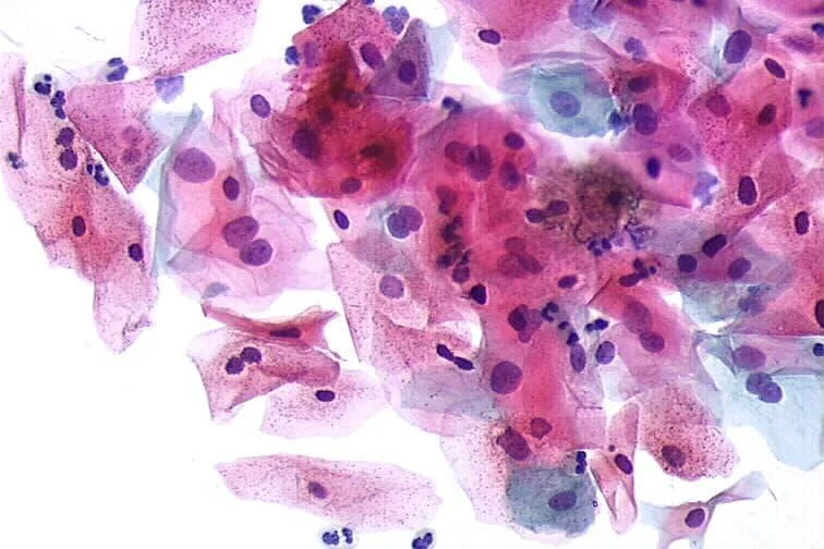 INTRODUÇÃO A CITOLOGIA