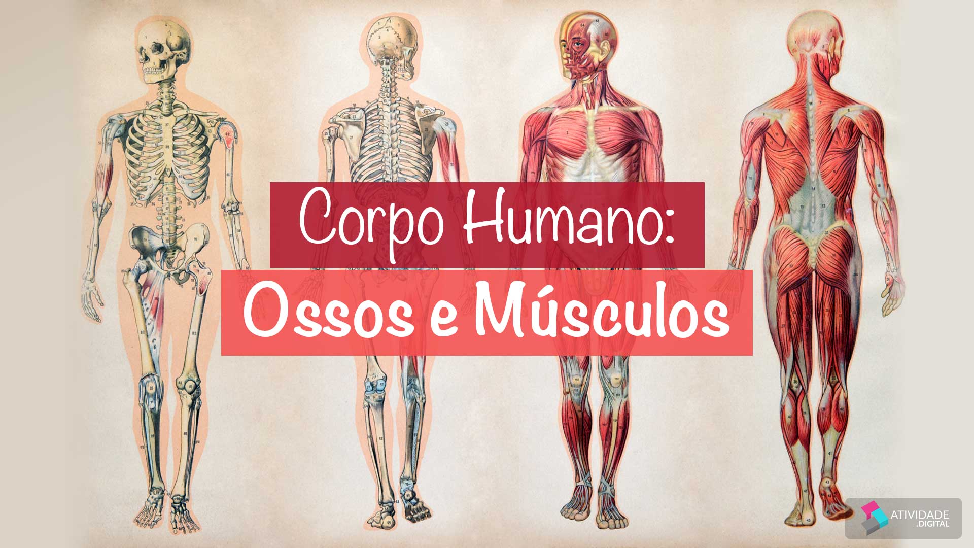 Corpo Humano: Ossos e Músculos