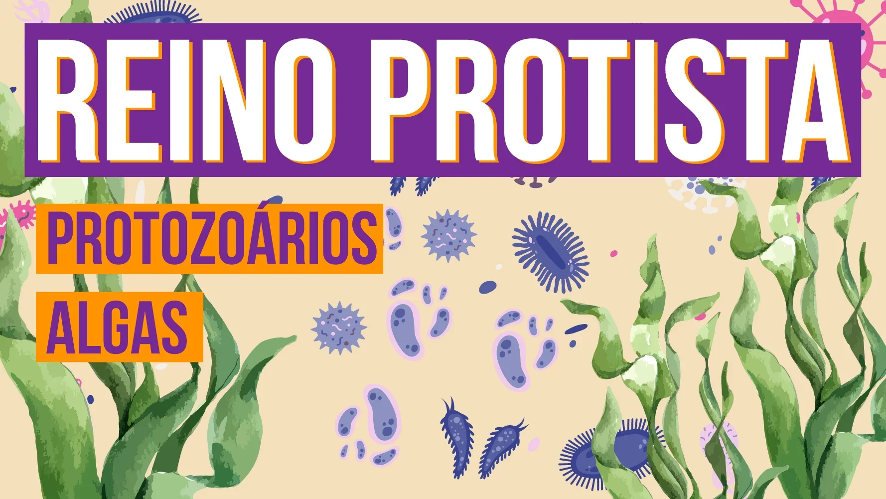 Reino Protista