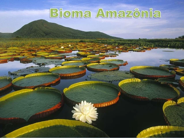 INTERLIGAÇÃO DOS CONCEITOS DA AMAZÔNIA.