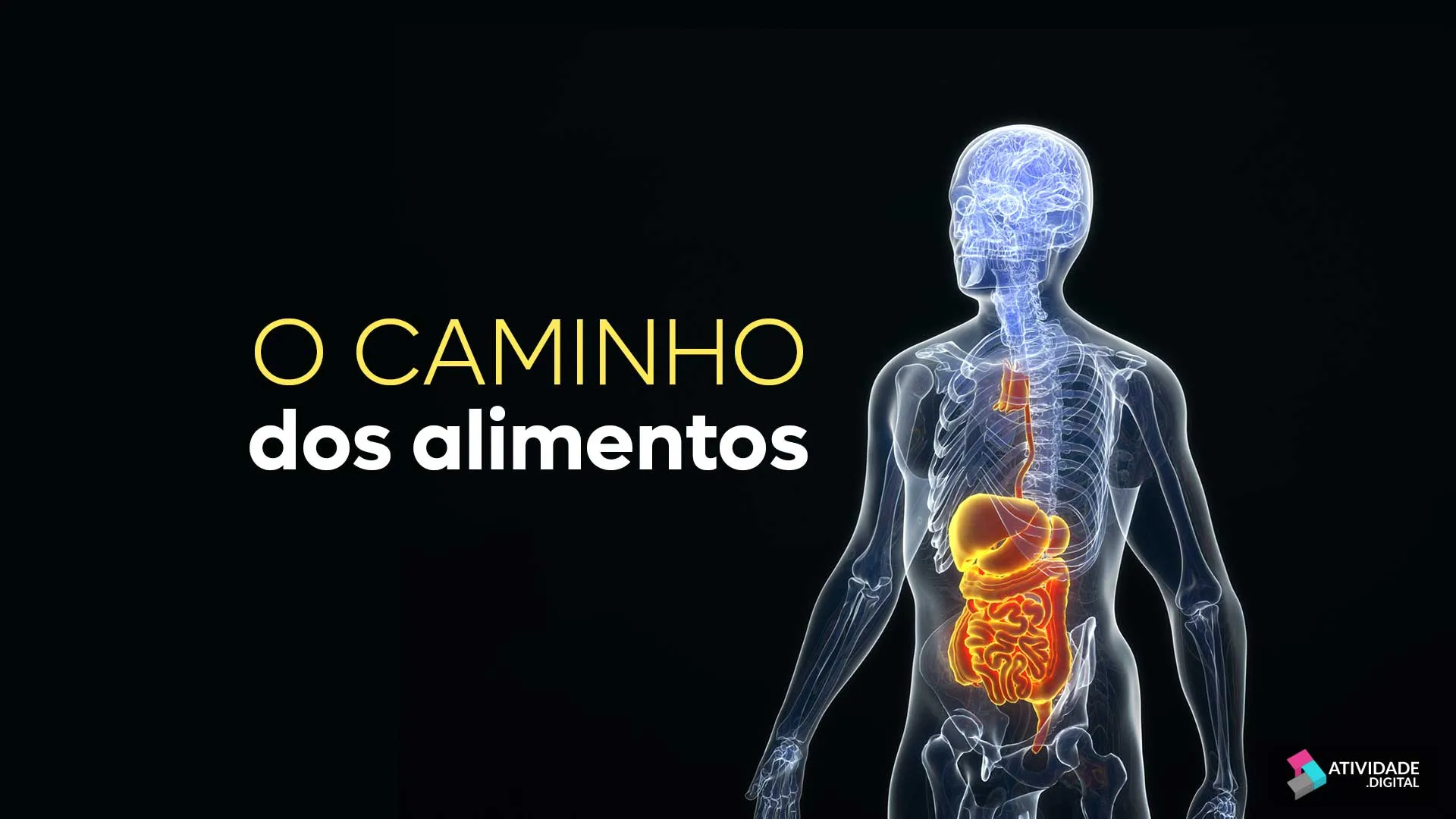 O caminho dos alimentos