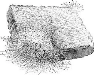 Fungos - Jogo educativo