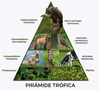 Fluxo de Matéria/Energia e Pirâmides Ecológicas