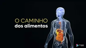 O caminho dos alimentos
